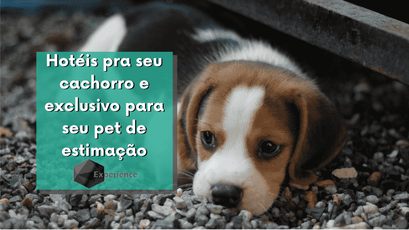 Hotéis pra seu cachorro e exclusivo para seu pet de estimação