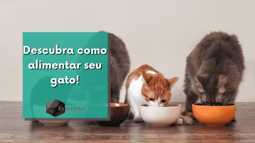 Descubra como alimentar seu gato!
