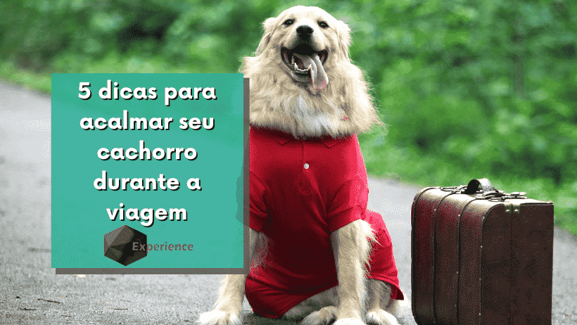 5 dicas para acalmar seu cachorro durante a viagem