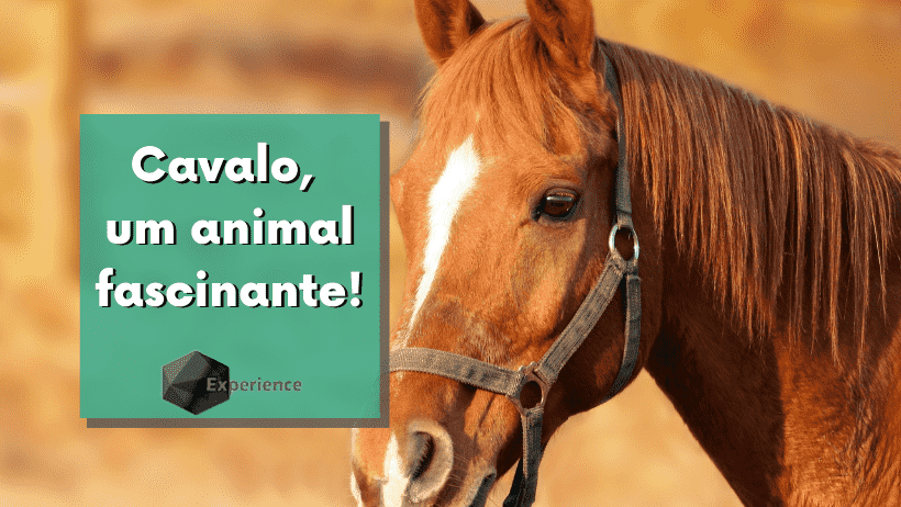 Cavalo, um animal fascinante!