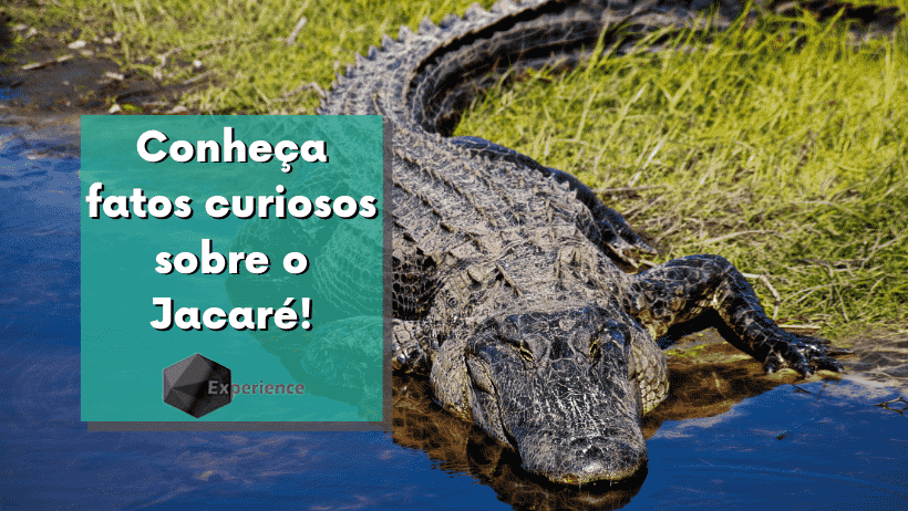 Conheça fatos curiosos sobre o Jacaré!