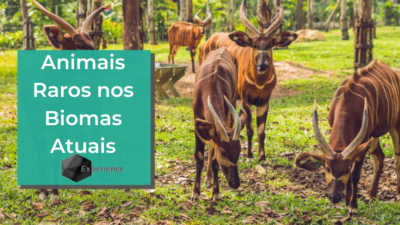 Animais Raros nos Biomas Atuais