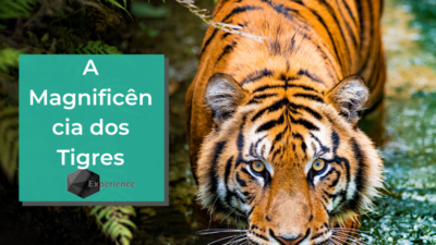 A Magnificência dos Tigres