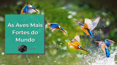 As Aves Mais Fortes do Mundo