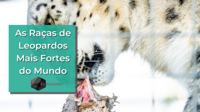 As Raças de Leopardos Mais Fortes do Mundo