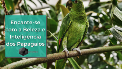 Encante-se com a Beleza e Inteligência dos Papagaios
