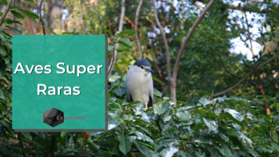 Aves Super Raras