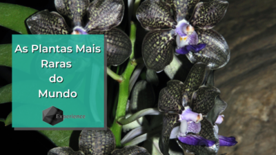 As Plantas Mais Raras do Mundo