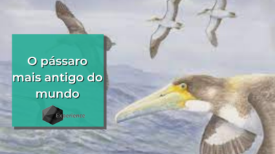 O pássaro mais antigo do mundo