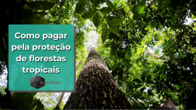 Como pagar pela proteção de florestas tropicais