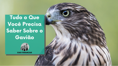 Tudo o Que Você Precisa Saber Sobre o Gavião