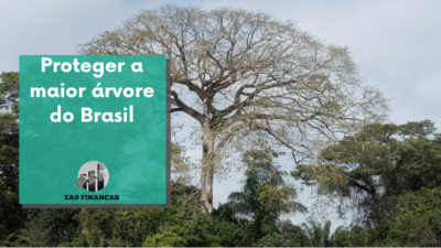 Proteger a maior árvore do Brasil
