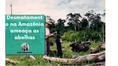 Desmatamento na Amazônia ameaça as abelhas