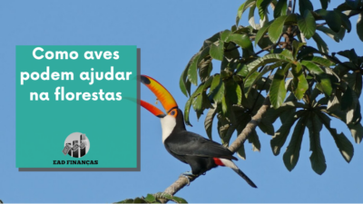 Como aves podem ajudar na florestas