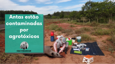 Antas estão contaminadas por agrotóxicos