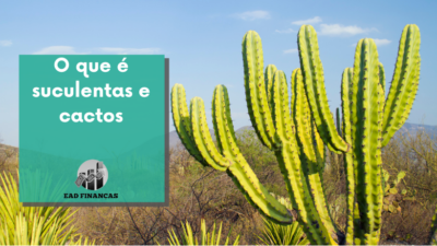 O que é suculentas e cactos