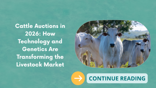 Cattle Auctions in 2026: How Technology and Genetics Are Transforming the Livestock Market