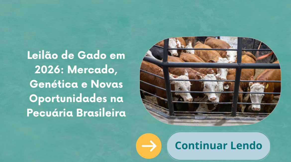 Leilão de Gado